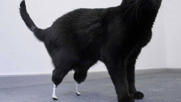 Оскар - перший у світі біонічний кіт