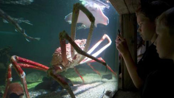У Тихому океані виловили  4-метрового краба