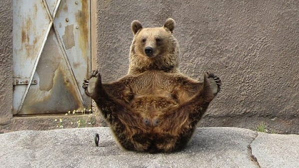 У Фінляндії з'явилася ведмедиця-йог