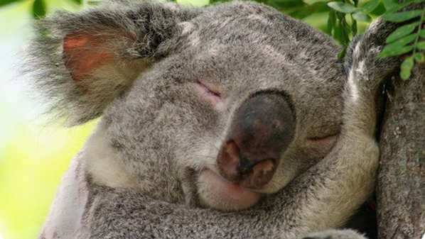В Австралії коала зайшла до бару, щоб перечекати шторм