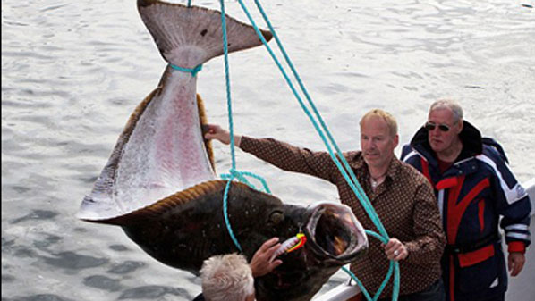 Німецький пенсіонер зловив 220-кілограмового палтуса