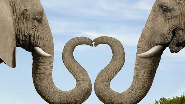 12 причин любить слонов