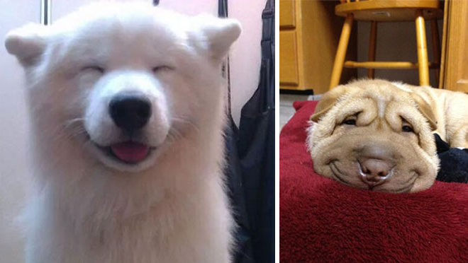 20 собак, которые точно знают, что такое счастье