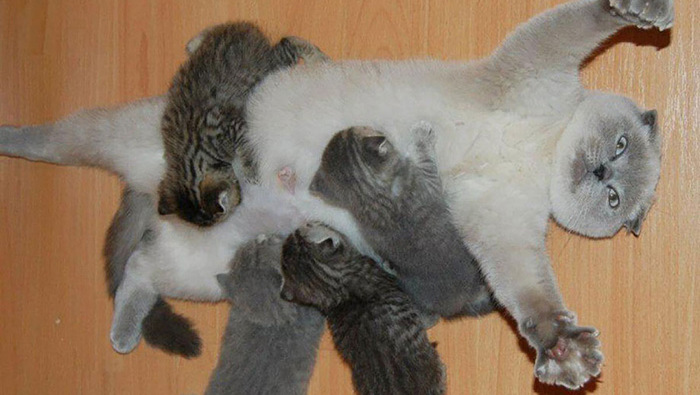 20 мам-кішок, які пишаються своїми кошенятами