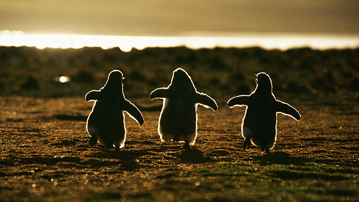 15 унікальних фото з життя пінгвінів