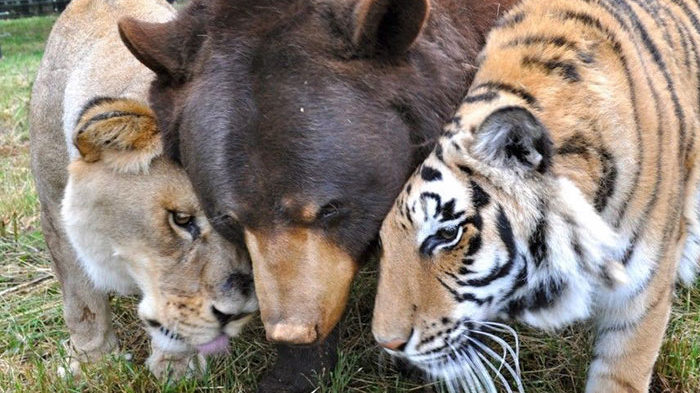 Неймовірна історія дружби лева, тигра та ведмедя