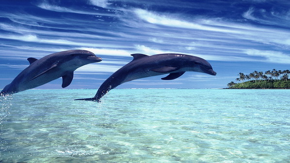 Пост обожнювання дельфінів