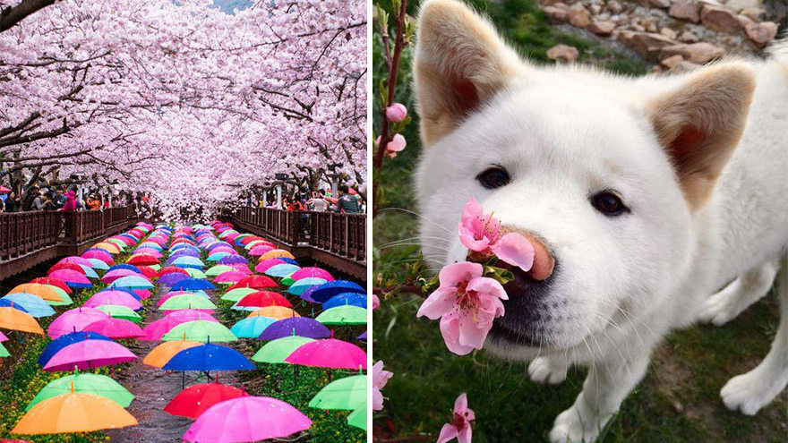 16 лучших фото цветения сакуры в Японии