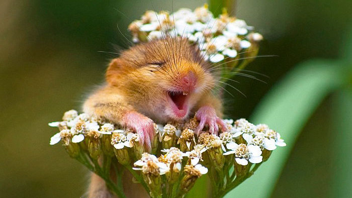 25 улыбающихся животных, которые поднимут настроение каждому