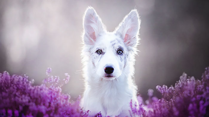 Польський фотограф робить найкрасивіші фотографії собак у світі