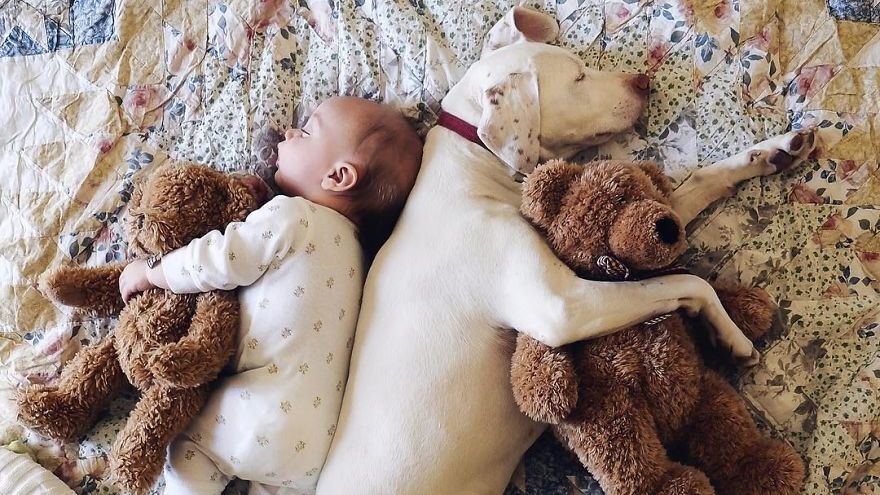 Врятована собака стала кращим другом 8-місячному малюкові