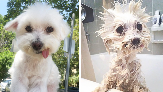 До и после ванны: 12 смешных фотографий собак, которых помыли