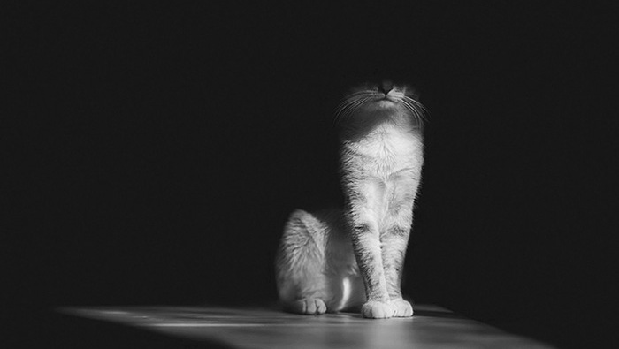 Загадкове життя кішок у чорно-білих тонах