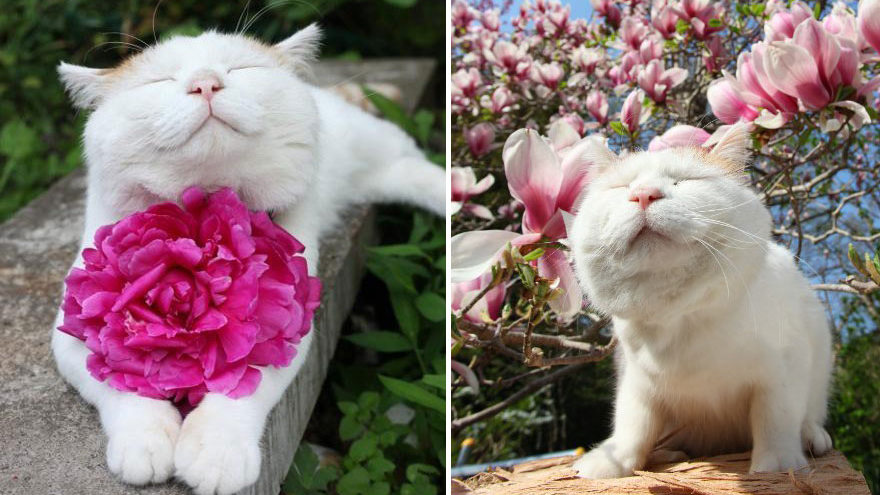 18 фото, которые доказывают, что животные любят цветы