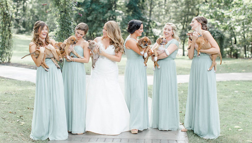 Самая добрая свадьба: вместо цветов держали на руках щенков, которым искали хозяев