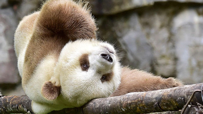 Единственная в мире коричневая панда наконец-то нашла свое счастье