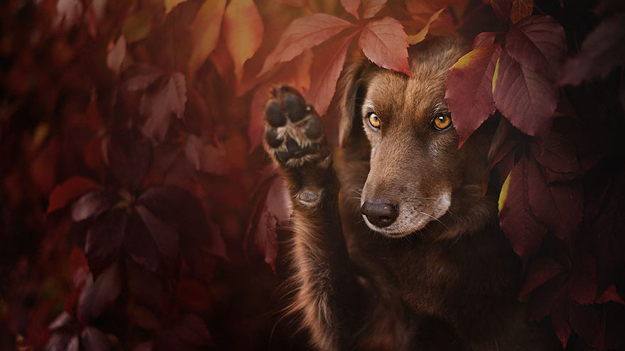 Собаки тоже любят осень. Потрясающие осенние портреты собак