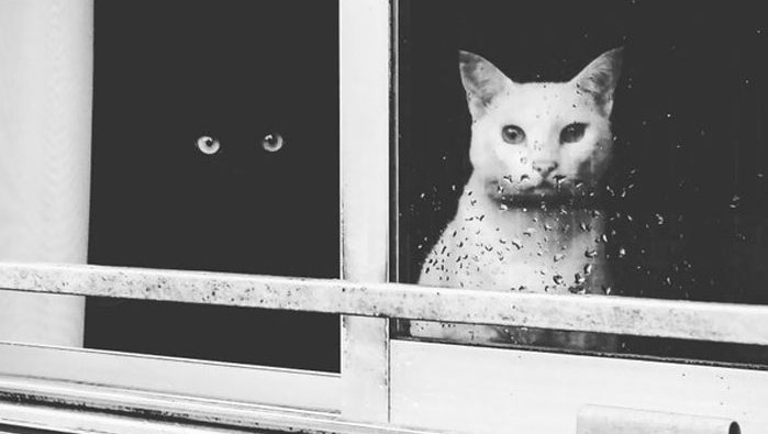 Інь та Ян. Чорно-білі кішки разом на фотографіях дарують тепло і заряд позитиву