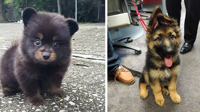 15 щенков, которые выглядят слишком мило, чтобы быть настоящими