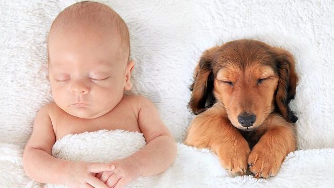 20 фото, які доводять, що собаки краще, ніж подушка