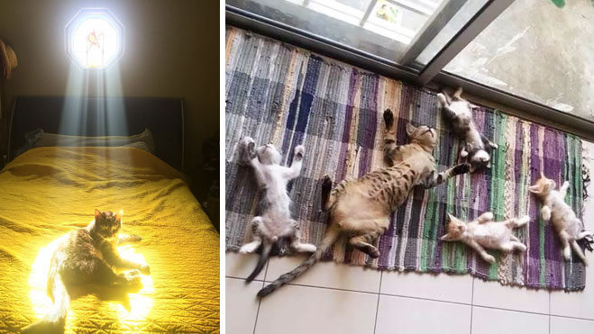 20 котиков, которые любят солнце больше всего на свете