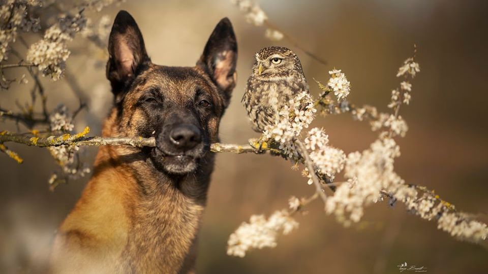 Справжня дружба сови та собаки