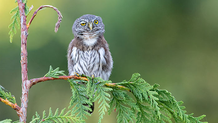 12 кращих знімків Comedy Wildlife Photography Awards 2020