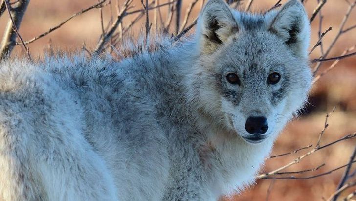 15 безцінних фото тварин із заповідника, які розтоплять ваше серце