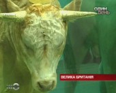 "Золоте теля" від Херсту на  Sotheby's оцінилі у 17 мільйонів