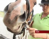 Американці експериментують із працевлаштуванням списаних коней-спортсменів