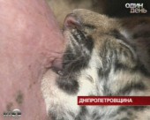 На Дніпропетровщині  свиня всиновила трьох тигренят