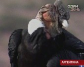 В Аргентині рятують андських кондорів від вимирання