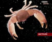 Біля берегів Австралії виявили унікальній підводний світ