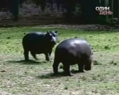 Бразильські близнята-бегемотики святкують день народження