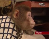В Японії макак навчили подавати страви у ресторані