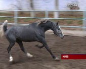 Що відбуваєтсья з київським іподромом?