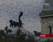 Римляни страждають від нашестя шпаків