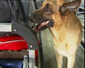 В аеропорту Бориспіль українські шахісти не дорахувались діаманта