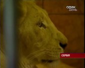 Двоє білих левенят народились у сербському зоопарку