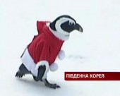 У Південній Кореї пінгвіни стали Санта Клаусами