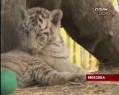 У Мексиканському зоопарку народились рідкісні тигренята