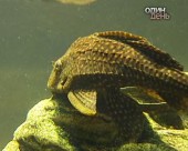 Яка доля чекає на екзотичних тварин в Україні?