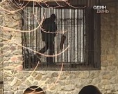 Оце так професія! Годувальник хижаків