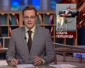 Перегони "Формули-1" зупинили через появу собак на трасі