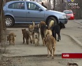 В Україні почастішали напади безпритульних собак на людей
