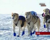 Визначився лідер перегонів на собачих упряжках