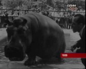 Київський зоопар святкує сторічний ювілей
