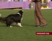 Ізраїльскі собаки потішили військових
