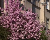В Україні квітне японська вишня
