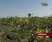 Село і криза. Що не посієш - те й не пожнеш